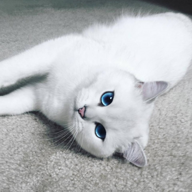 Британский короткошёрстный кот Коби