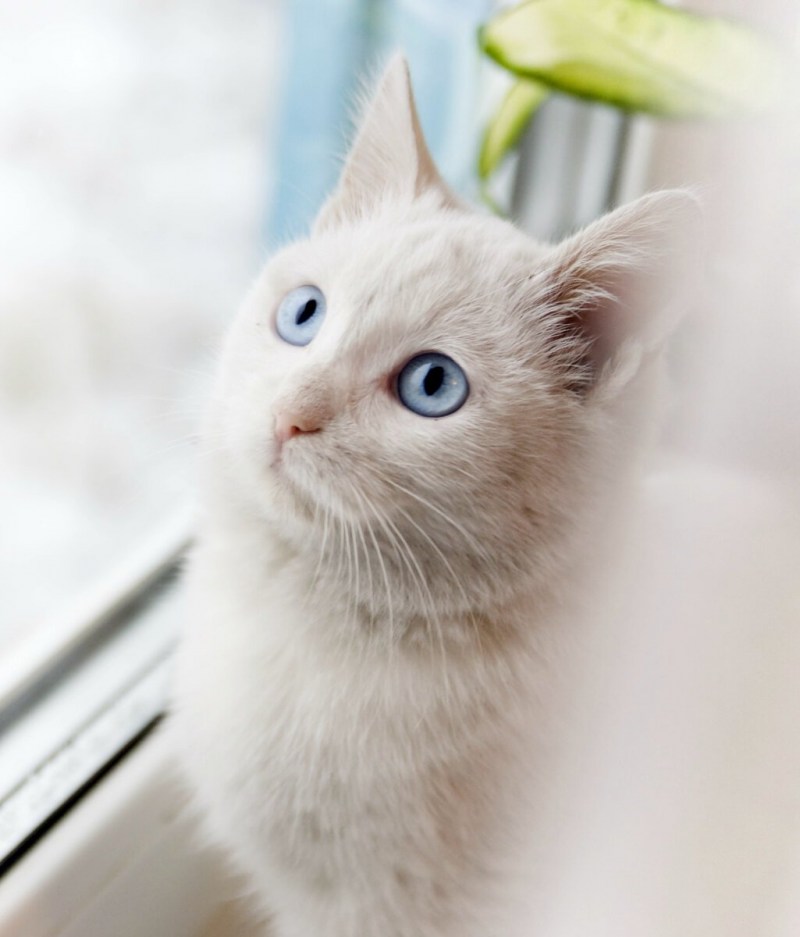 Белая кошка с голубыми глазами