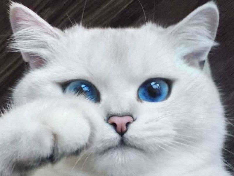 Котик с голубыми глазками