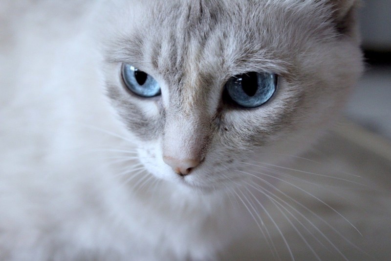 Голубоглазая кошка