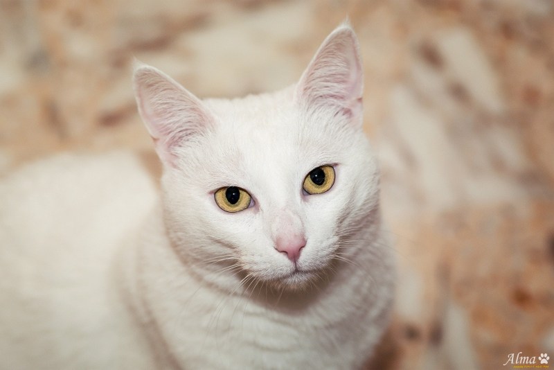 Котик с карими глазами