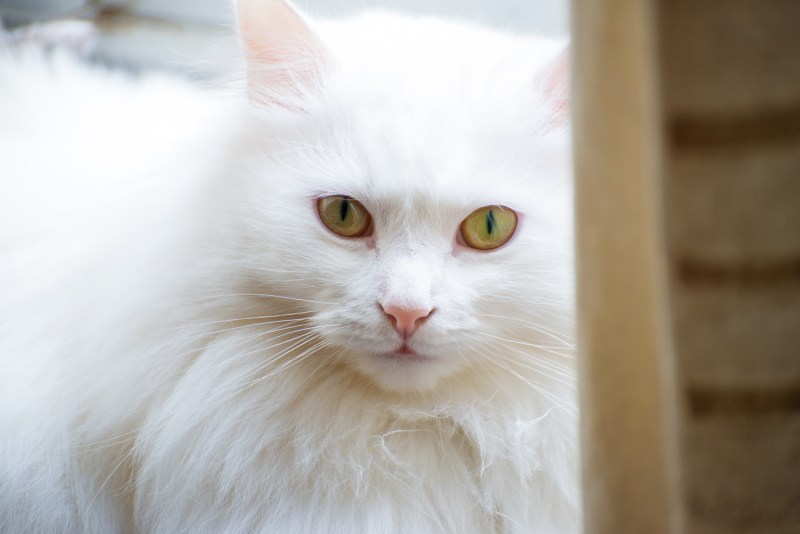 Коты турецкая ангора