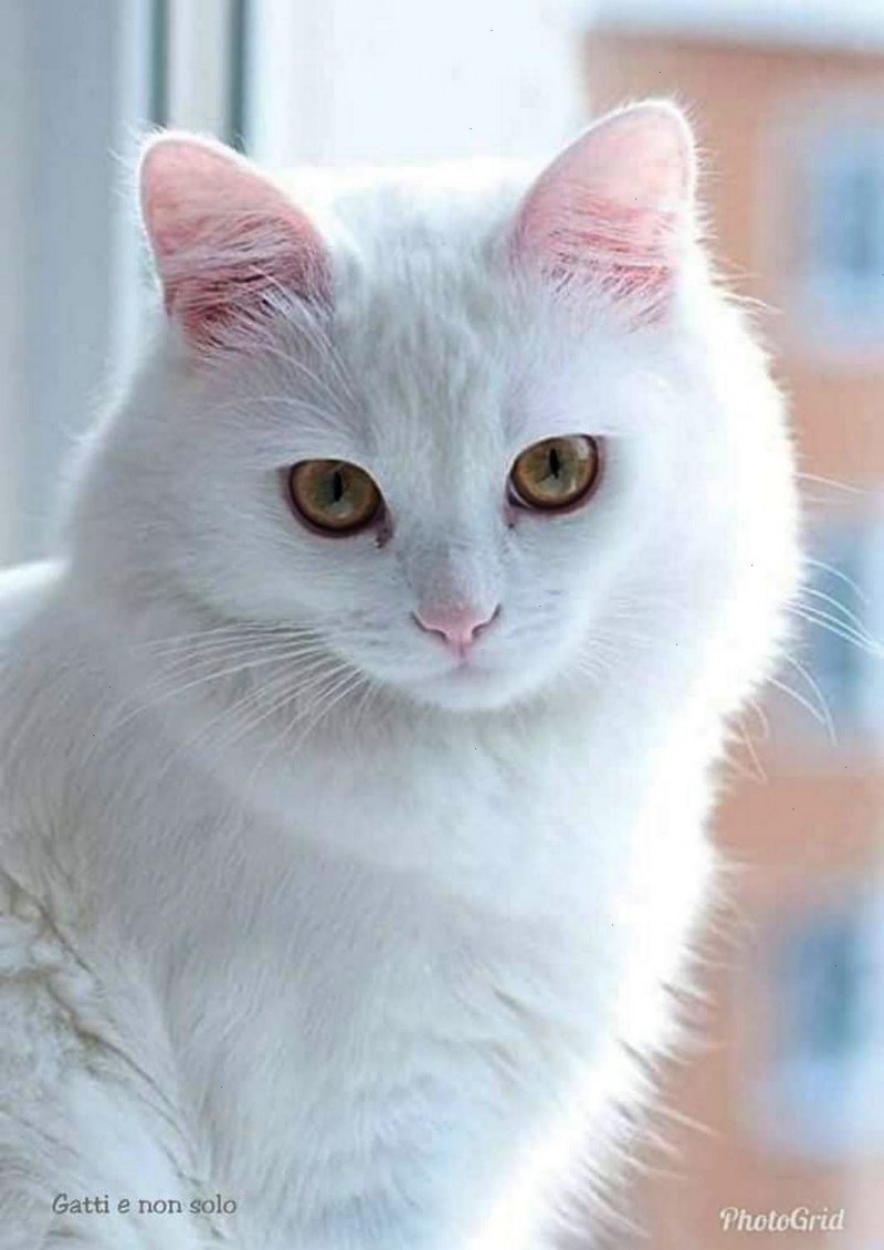 Кот на белом фоне на рабочий стол