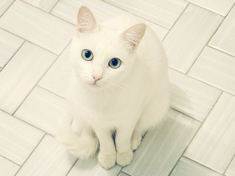 Кошка белая