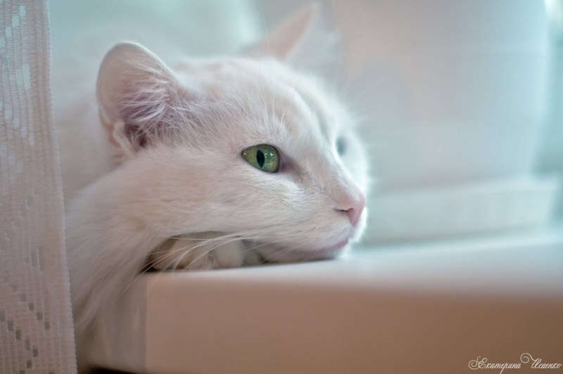 Кот гетерохромия