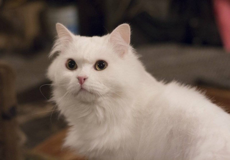 Кошка белая