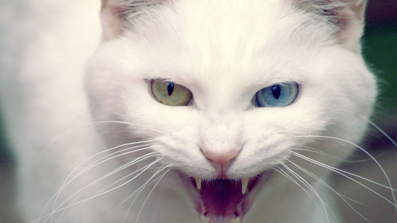 Красивая белая кошка