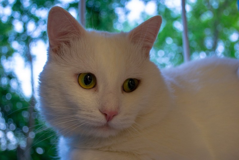 Красивая белая кошка