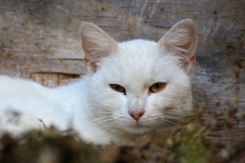 Белая ангора кошка