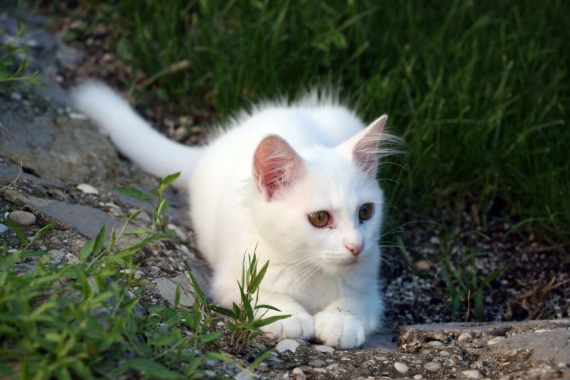 Белая кошка с карими глазами