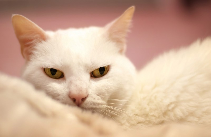 Грустная белая кошка