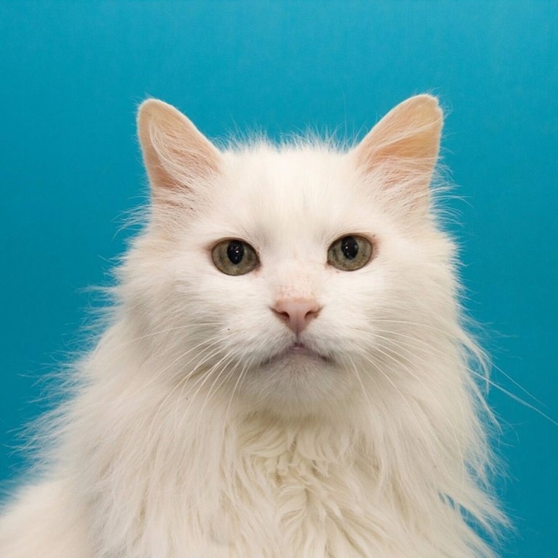 Белый гладкошерстный кот