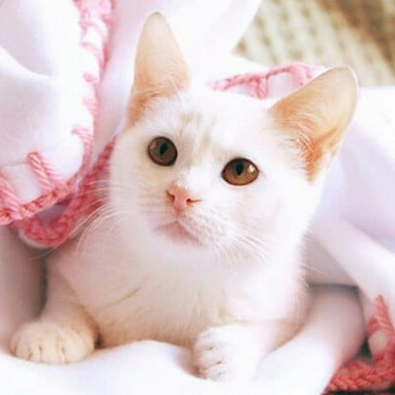 Кошки маленькие белые