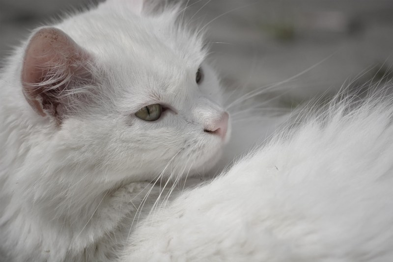 Злая белая кошка