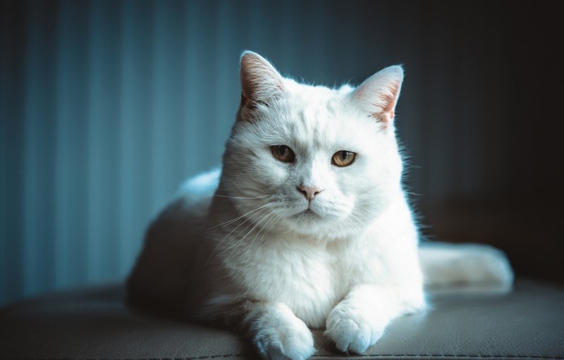 Белые пушистые коты