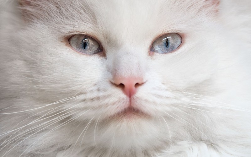 Морда кота
