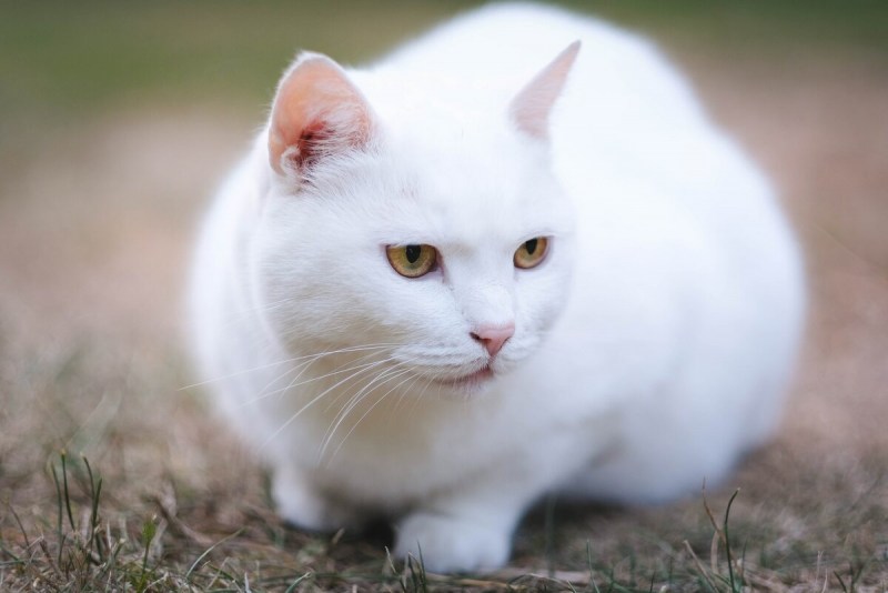 Белая кошка с голубыми глазами