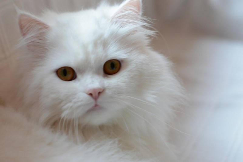 Британская короткошёрстная шиншилла белая