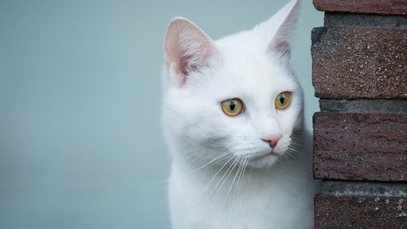 Белая Дикая кошка