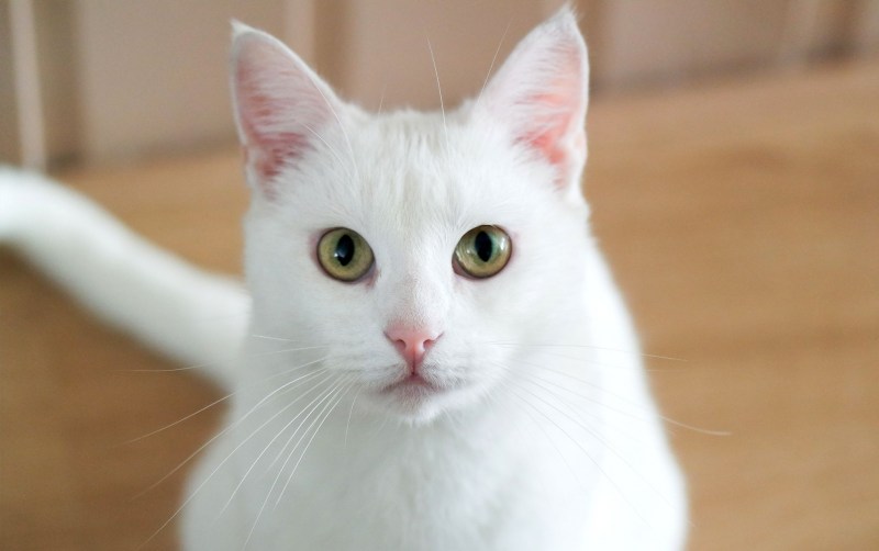 Surprise, bitch белый кот обои