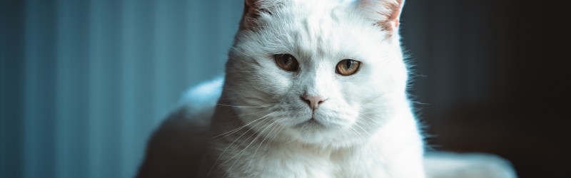 Белый кот картинки