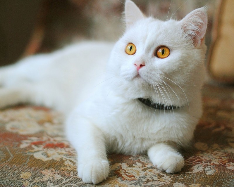 Ангорская кошка альбинос