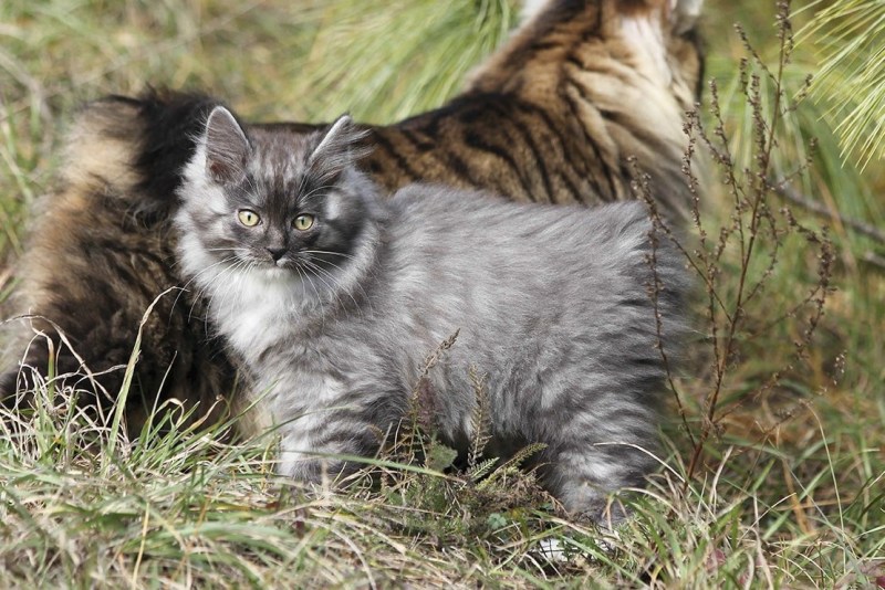 Дикий Курильский Лесной кот