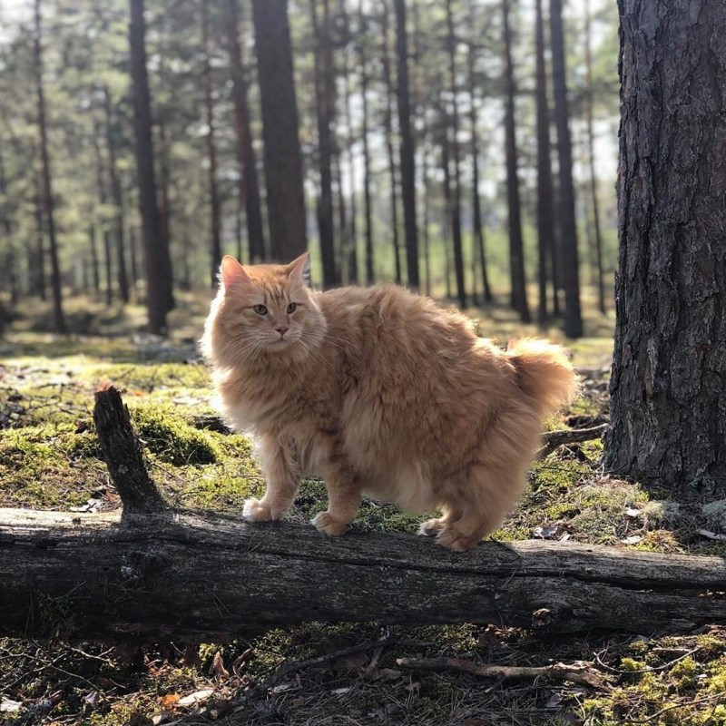 Дикий Курильский кот