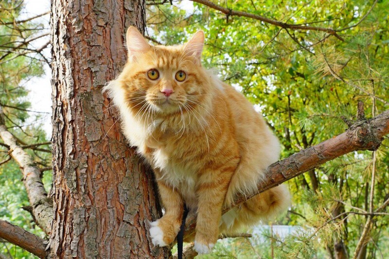 Курильский бобтейл