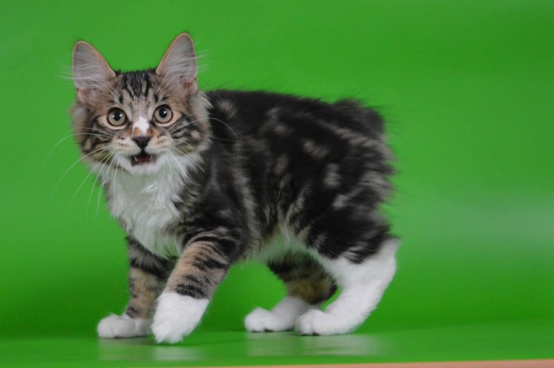 Дикий Курильский кот