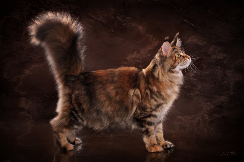 Кошка Мейн кун короткошерстный