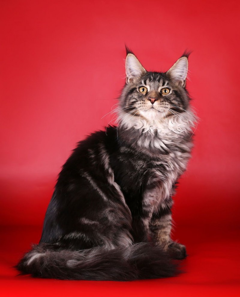 Мейнкун кот