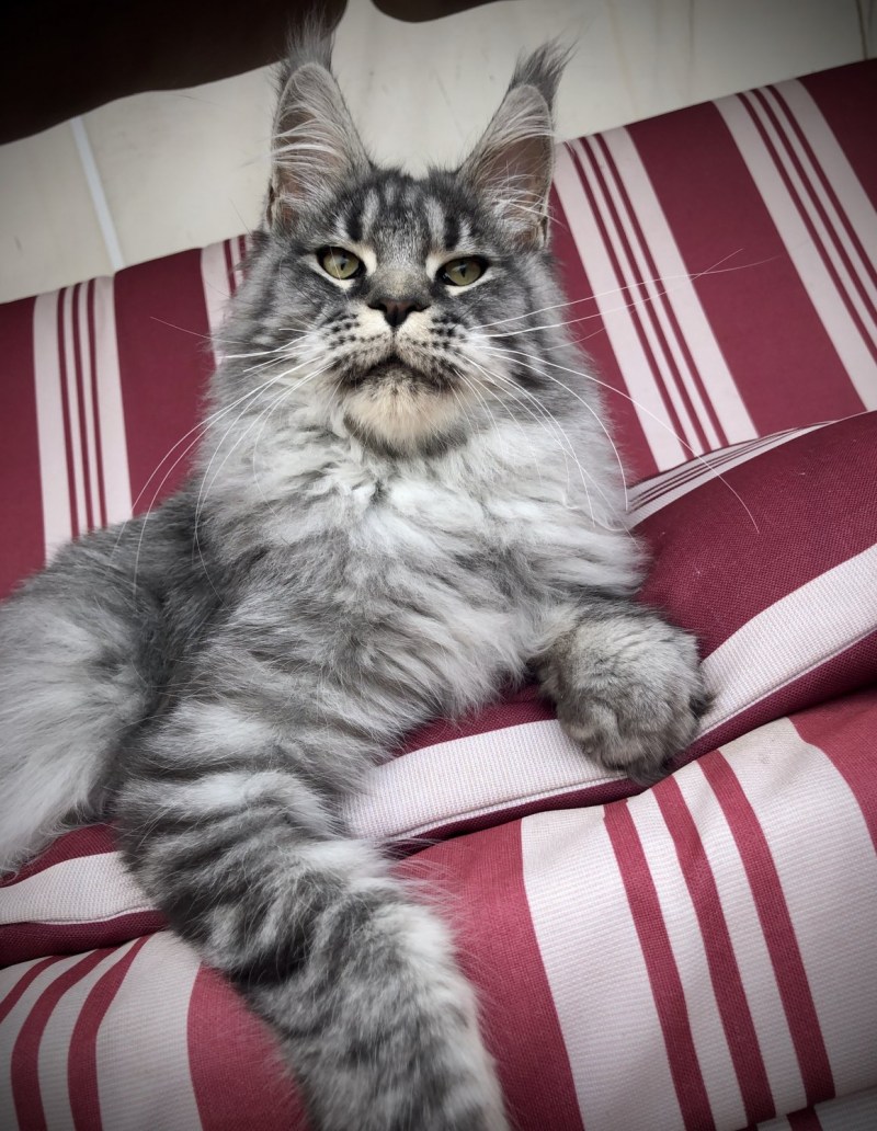 Кот и кошка Мейн кун