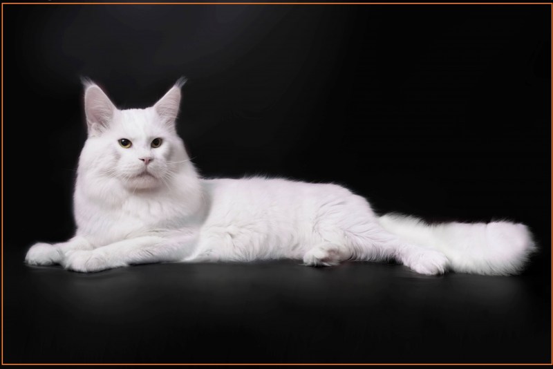 Котята Мейн кун белые