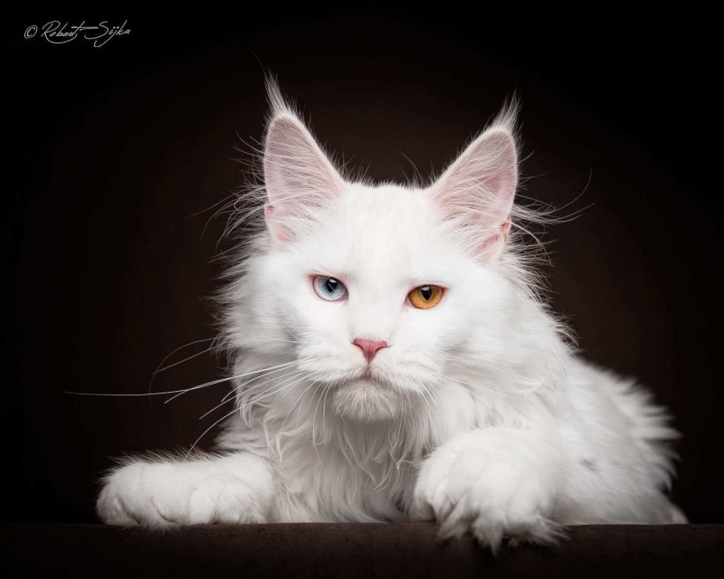 Кошка Мейн кун