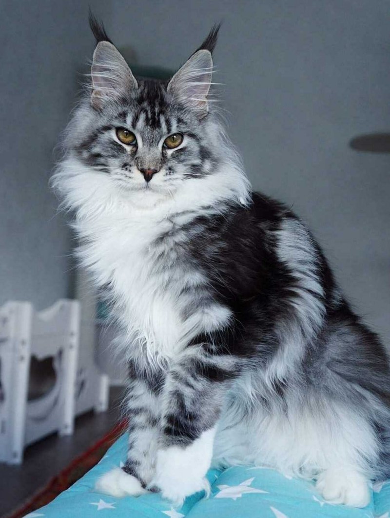Кошка Мейн кун