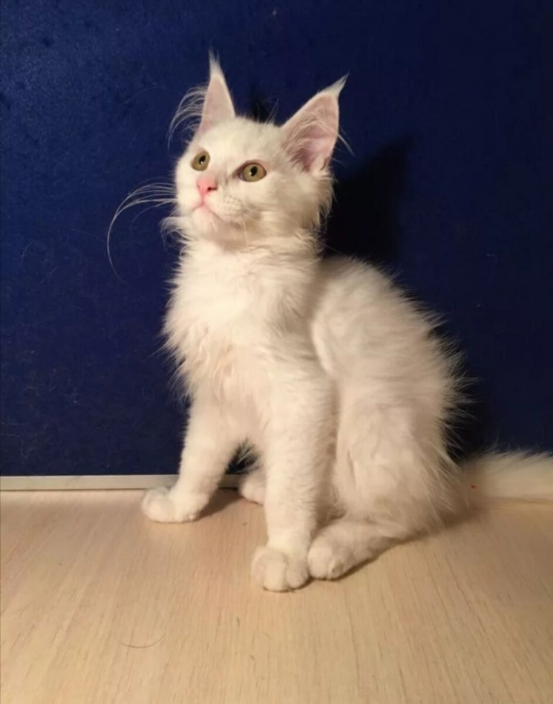 Котята Мейн кун белые