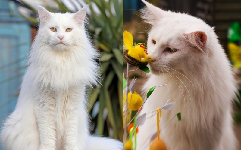 Кот Мейн кун дымчатый