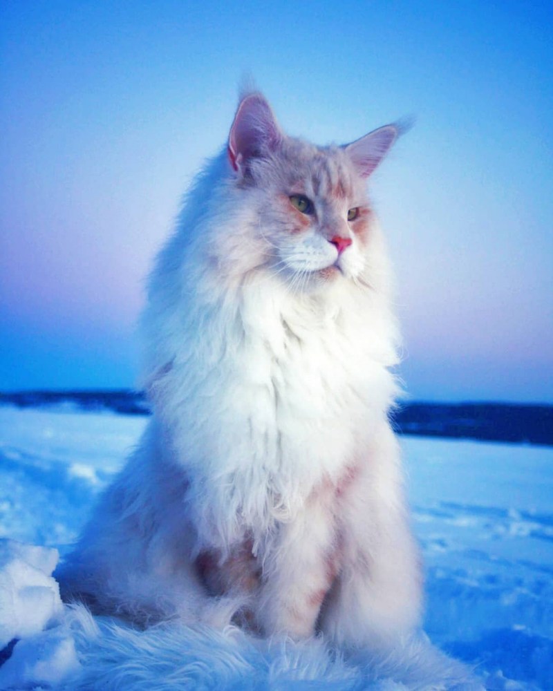 Кот Мейн кун кремовый