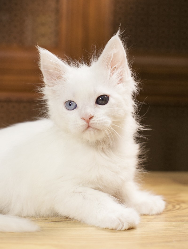 Котята Мейн кун белые