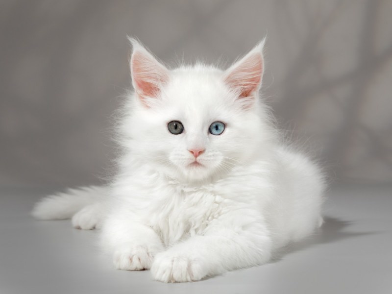 Котята Мейн кун белые