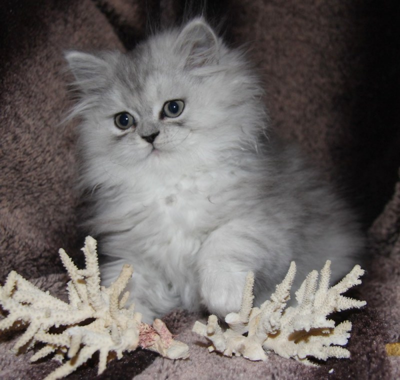 Персидская шиншилла