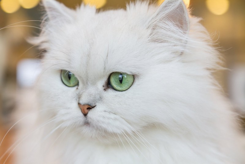 Персидская шиншилла кошка