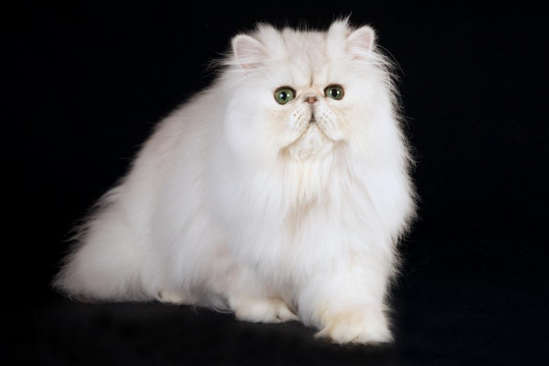Персидская шиншилла кошка