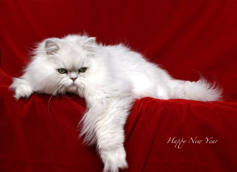 Персидский шиншилла кот