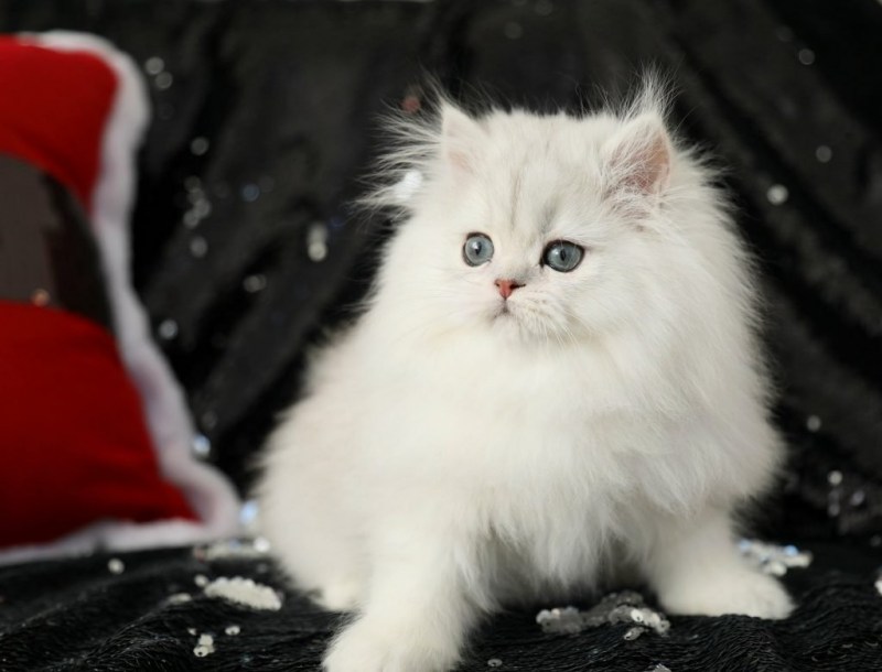 Новогодний персидский кот