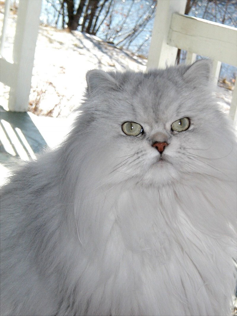 Кот породы Персидская шиншилла