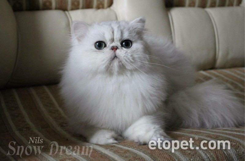 Персидская кошка голубая шиншилла