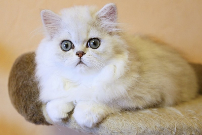 Белая Персидская шиншилла кошка