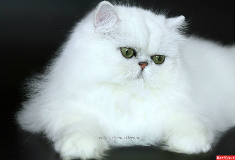 Персидский шиншилла кот